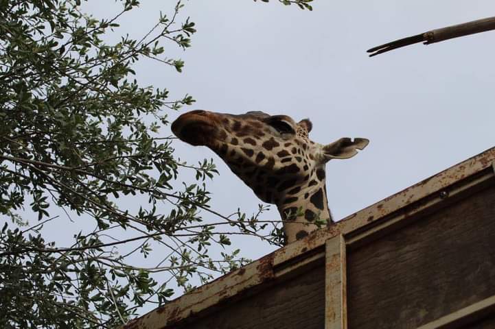 Indignación por el maltrato de una jirafa en Ciudad Juárez