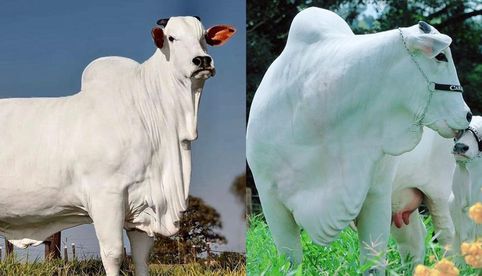 “La más cara del mundo”: Venden una vaca valuada en millones de dólares