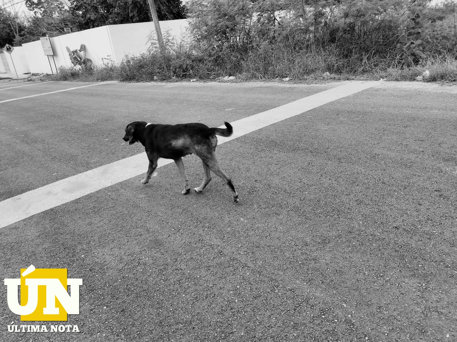 Se disparan denuncias por maltrato animal en Quintana Roo, ciudadanos exigen justicia