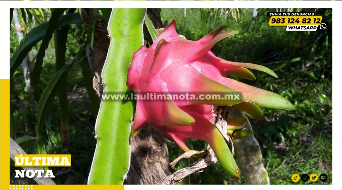 Inicia la cosecha del “fruto del dragón”