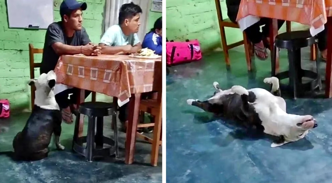El increíble talento actoral de un perro que se hace el muerto para que su familia le de comida