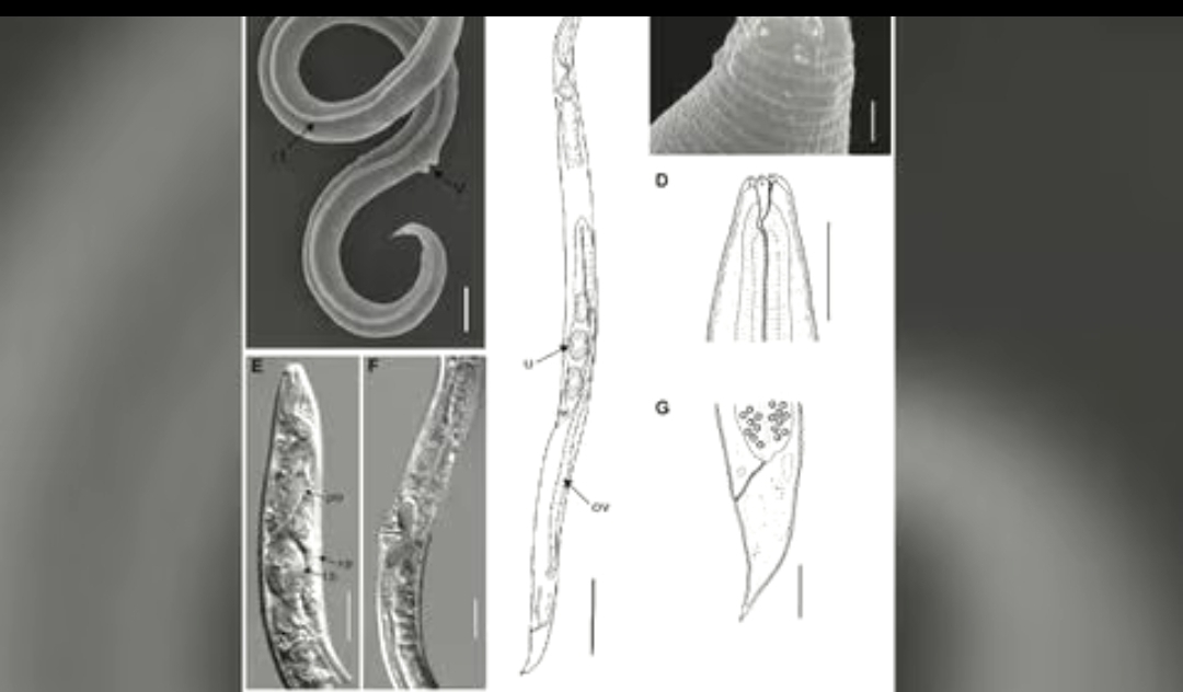 Reviven gusano que estuvo 46 mil años congelado en Siberia