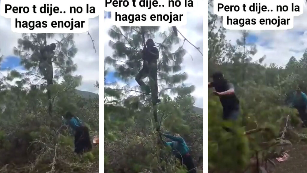 “¿Vas a bajar?”: con hacha en mano, mujer tira un árbol para evitar que su esposo huya