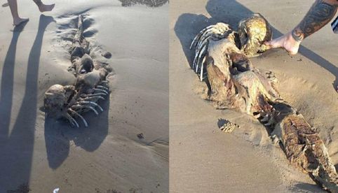 ¿La sirenita? Raro esqueleto encontrado en una playa en Australia desata debate