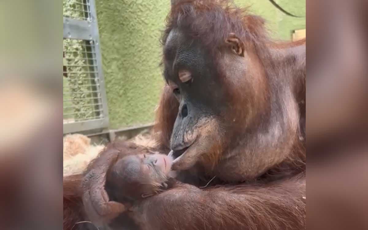 Nace orangután que podría desencadenar una nueva generación de la especie