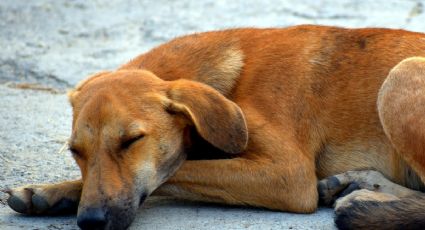 Indignante: hombre ataca a balazos a su perro porque se comió la carne que dejó en la estufa