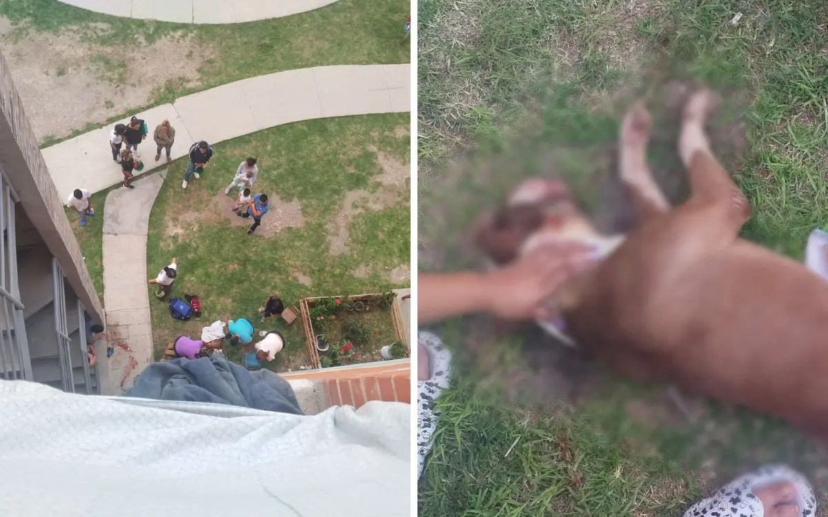 Más maltrato animal en Puebla: abandonan a perro en cuarto piso y cae hasta su muerte