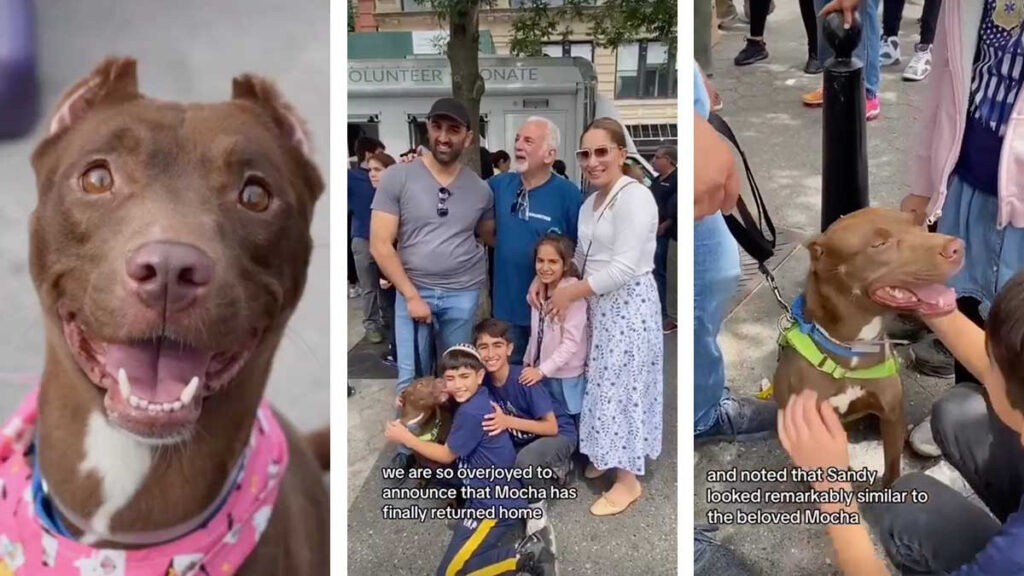 Familia se reencuentra con su perrita perdida en un evento de adopción