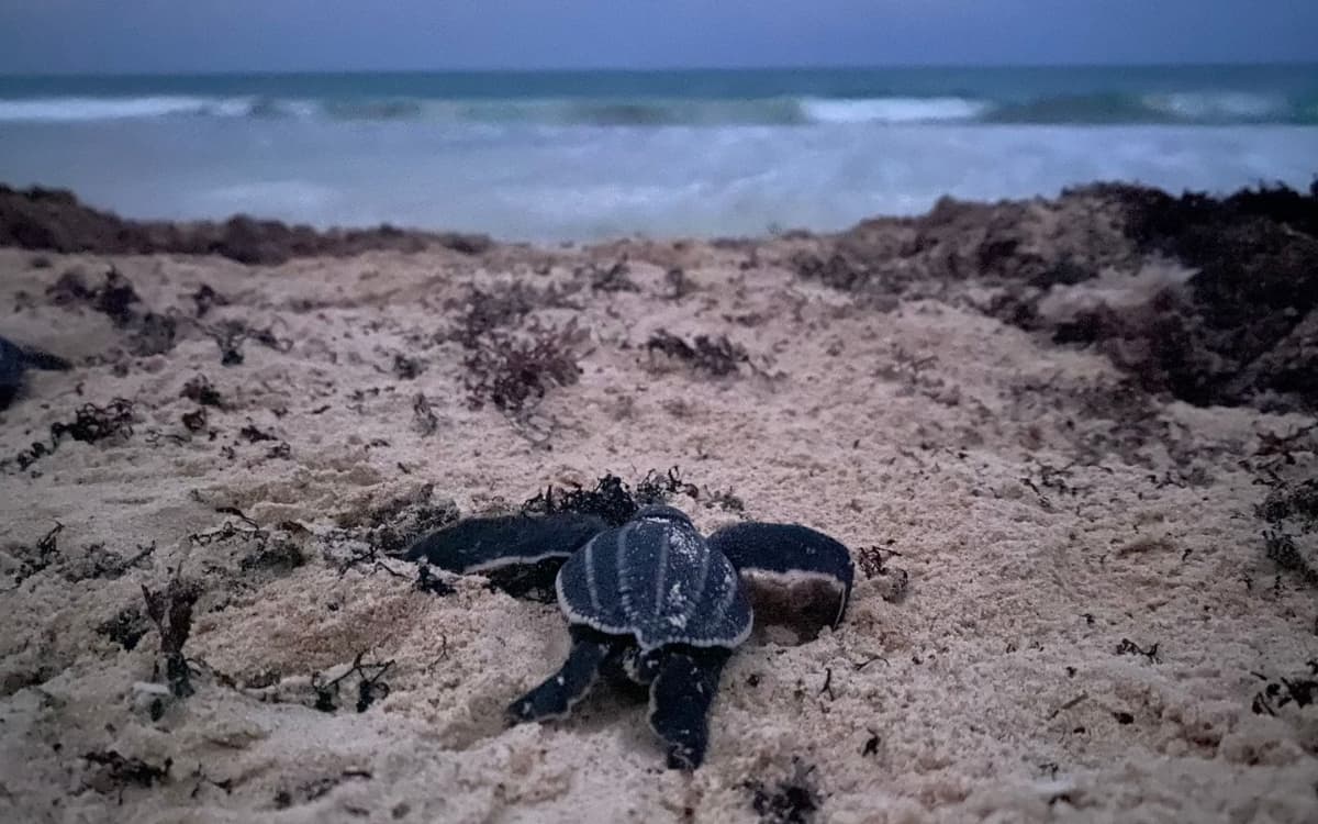 Por primera vez en 36 años, nacen 57 tortugas laúd en Quintana Roo