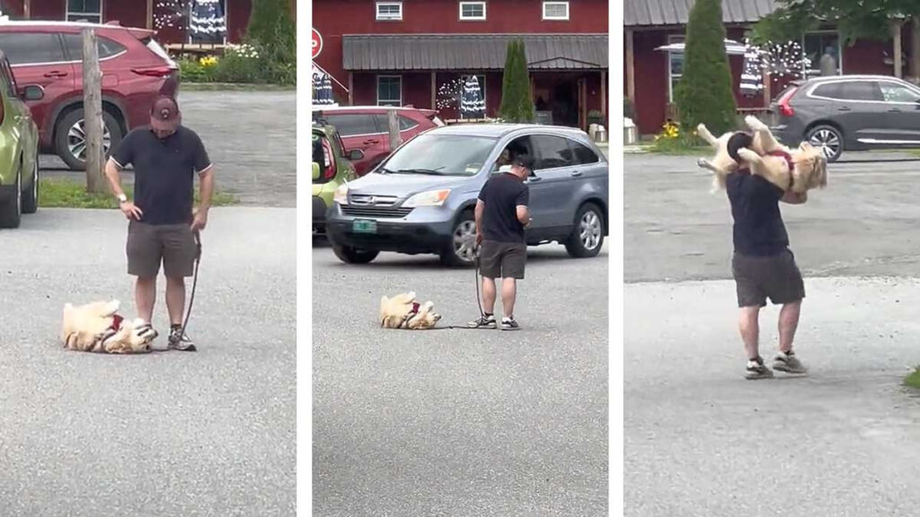Perro hace berrinche se tira al suelo como niño y su dueño tiene que cargarlo para llevárselo (Video)
