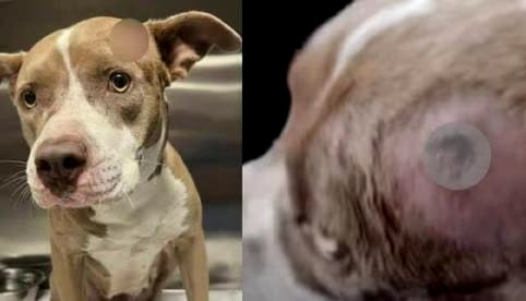 Perrita que fue baleada en la cabeza, lucha por su vida en una veterinaria