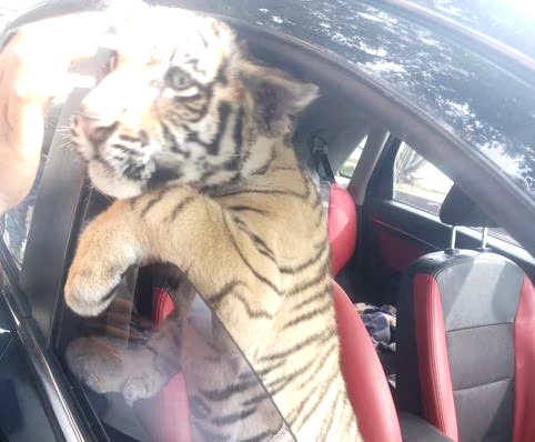 Detienen a hombre por pasear en su vehículo a un cachorro de tigre de bengala en Nezahualcóyotl