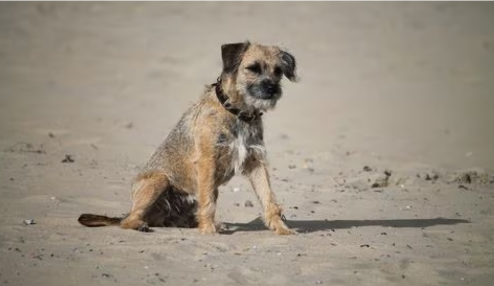 Perrita de 14 años recorre 163 kilómetros en una noche al intentar volver con sus dueños