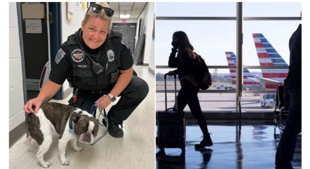 Viajero abandona a su perro en aeropuerto de Pensilvania porque “no podía subirlo al avión”