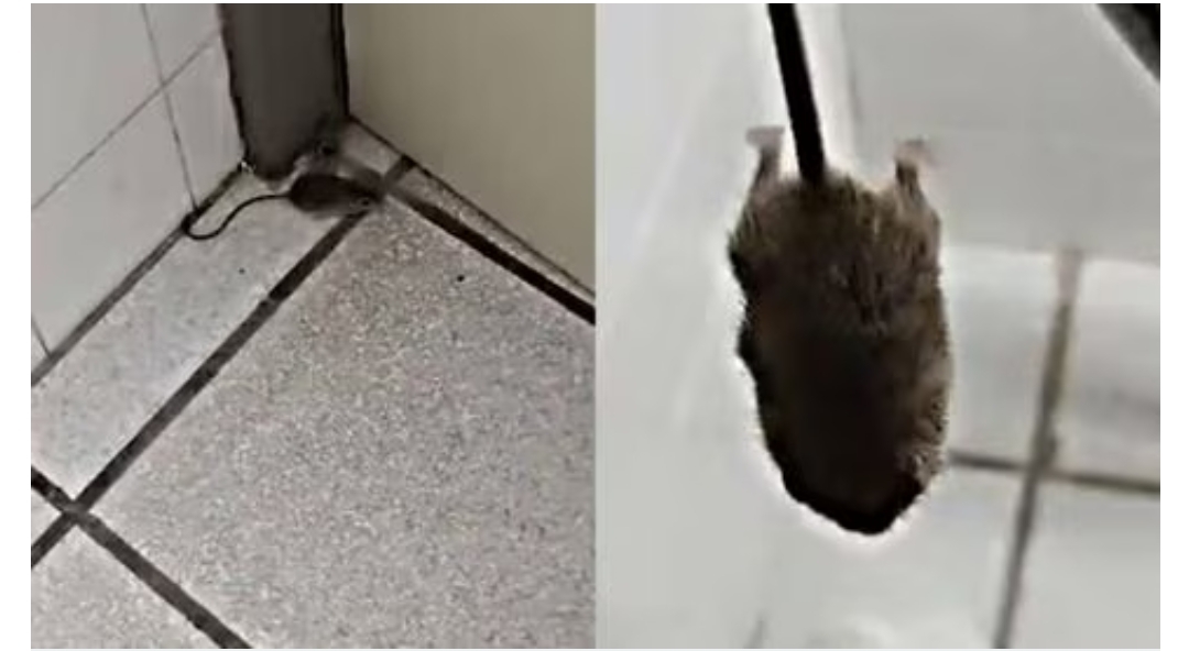 VIDEO: Enfermera capta ratón en hospital del ISSSTE de Baja California Sur y la despiden