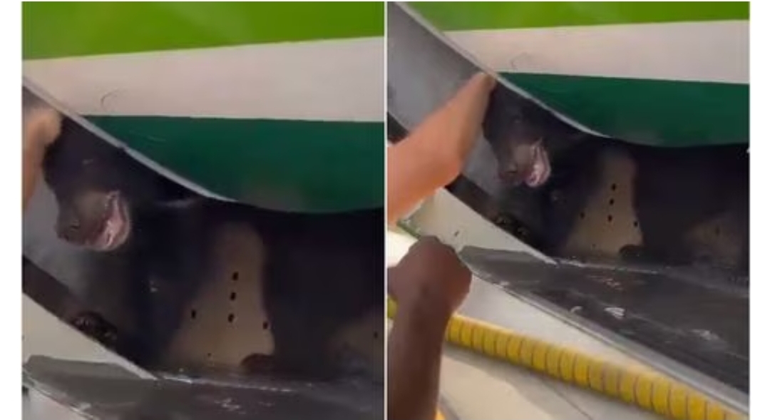 ¿Oso retrasa vuelo en Dubái? Escapa de su jaula en bodega de avión y así lo captan