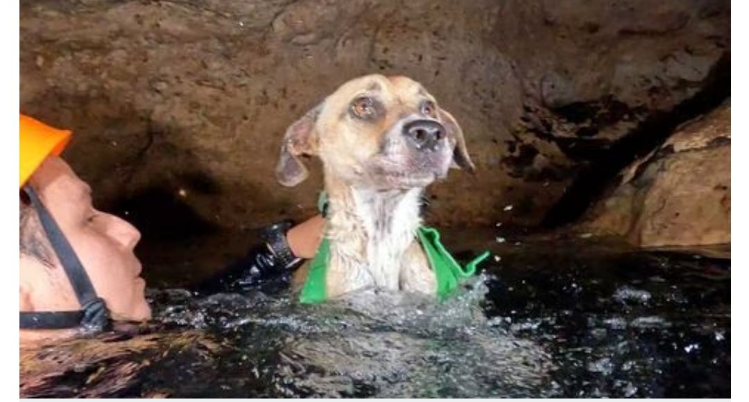 Buzos rescatan a “Shakira”, una perrita que llevaba 4 días atrapada en un cenote en Yucatán