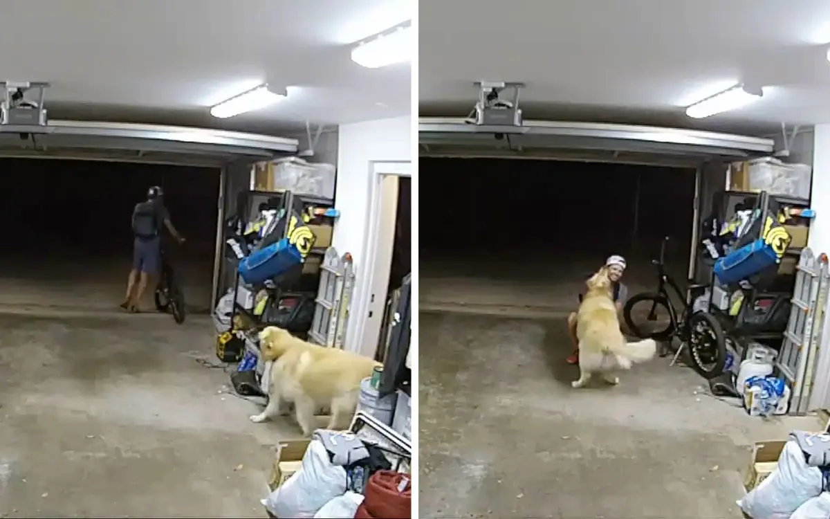 Sujeto entra a casa a robar bicicleta y se hace amigo del perro ‘guardián’