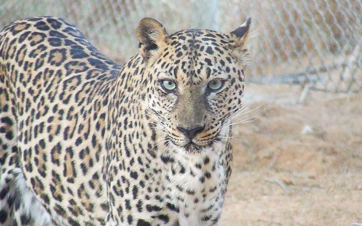 Secuencian genoma del leopardo de Arabia, subespecie al borde de la extinción