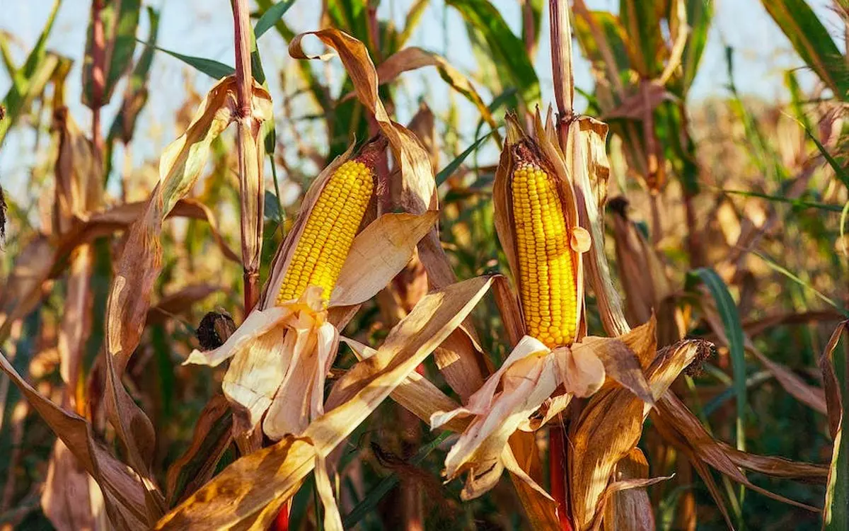 EU escala conflicto de maíz con México; solicita panel del T-MEC