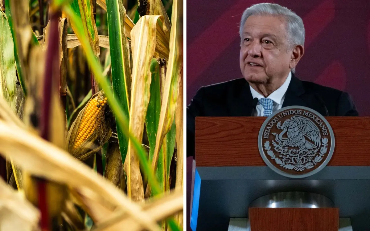 Se necesita resolver de una vez por todas si maíz transgénico es dañino: AMLO sobre panel de T-MEC