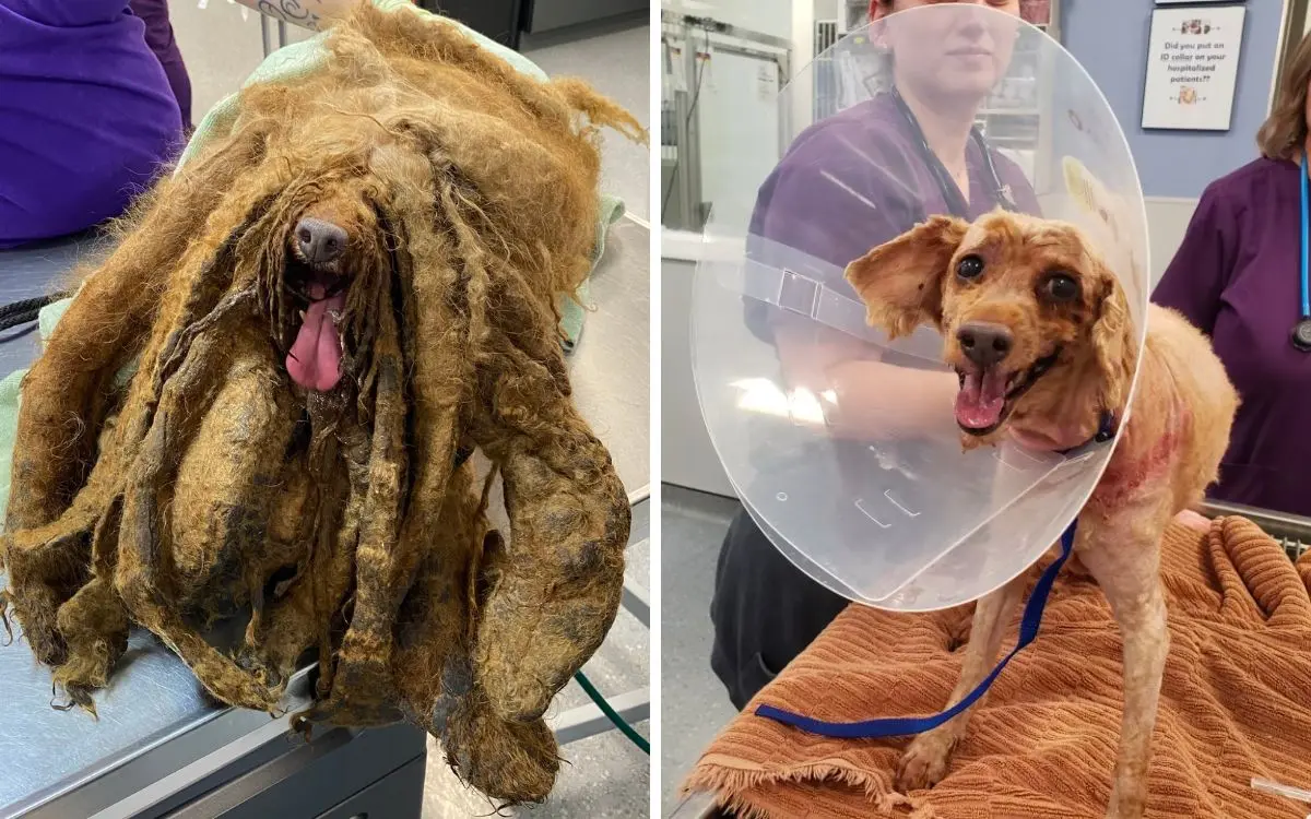 Rescatan a perrito cubierto en más de 3 kilos de pelo; dueño enfrenta cargos