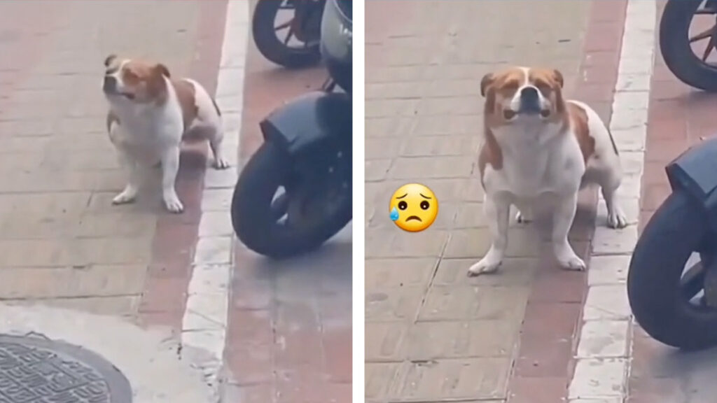 La reacción de un perrito al ser abandonado te romperá el corazón