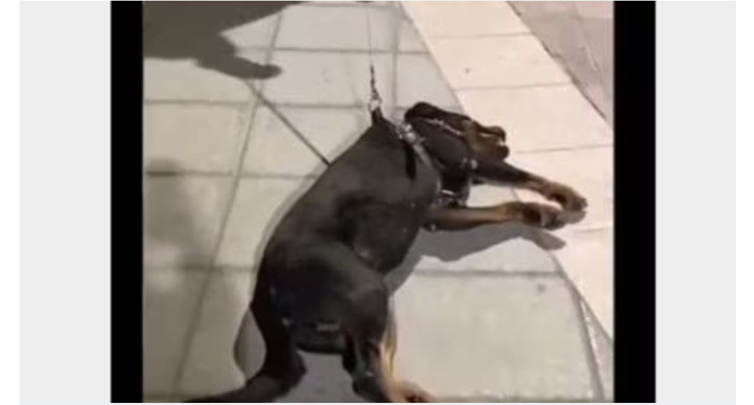 Perrito finge desmayo para que no termine su hora de juegos en el parque y arrasa en la red