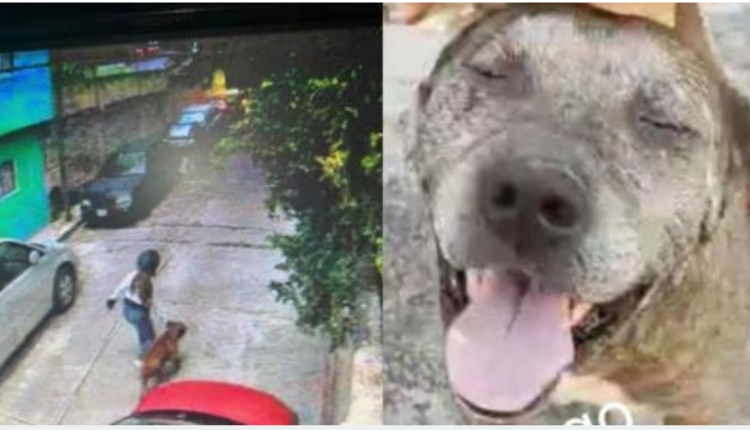 “Gogo”, el héroe canino que salvó a niño tras ataque de pitbull en Morelos
