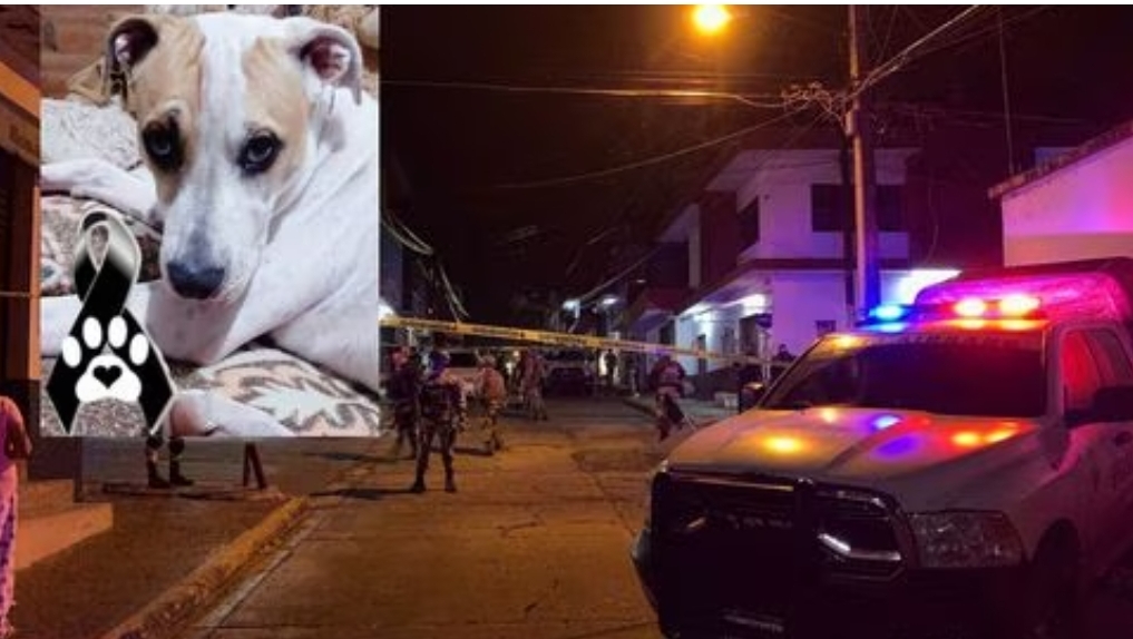 Perrito muere de un balazo tras proteger a su dueño en un asalto en Michoacán