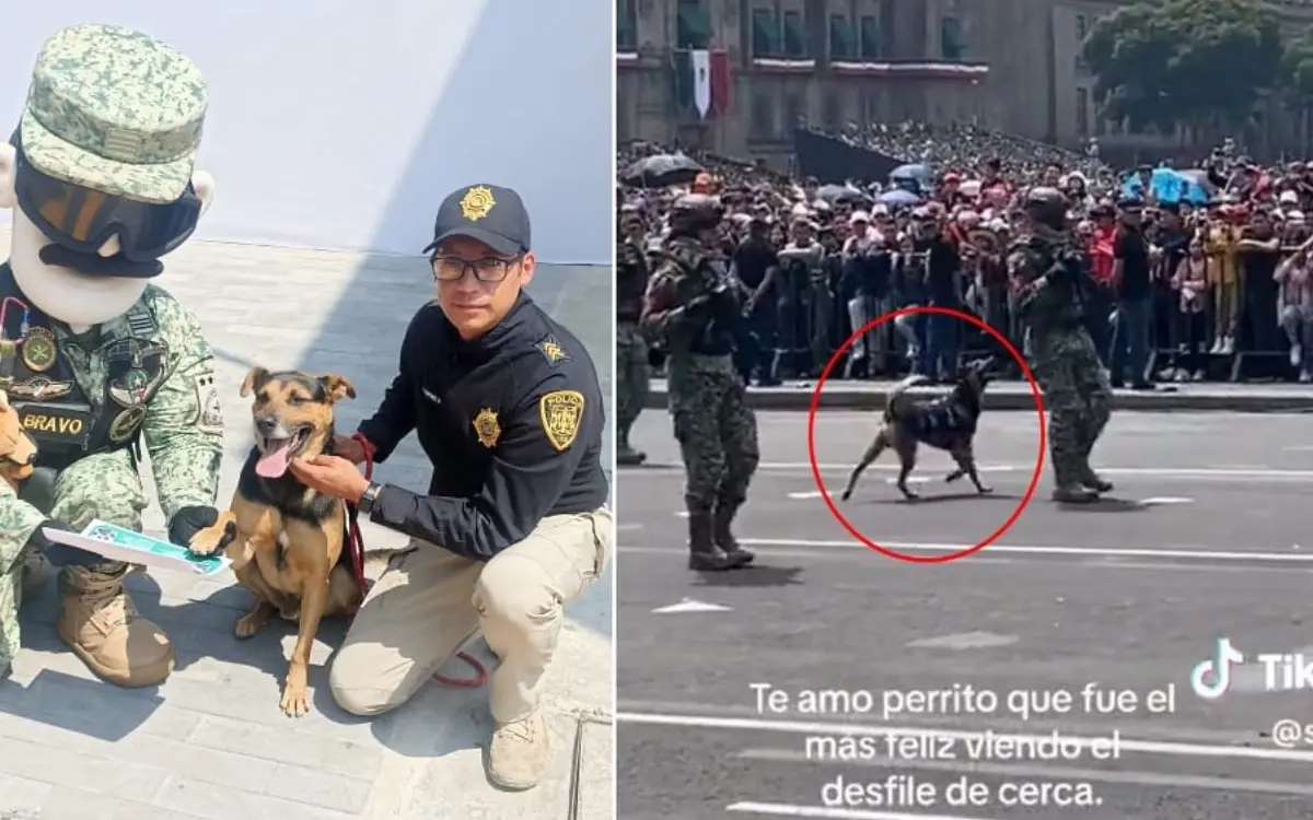 Perrito que se coló a Desfile Militar ya es integrante del Ejército mexicano