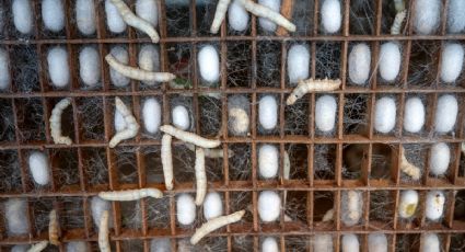 Crean gusanos mutantes: fabrican seda con la resistencia de un chaleco antibalas