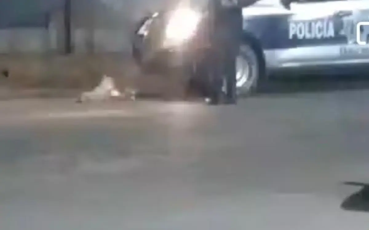 Policías de Ocotlán de Morelos atropellan a perro; Fiscalía de Oaxaca los investiga