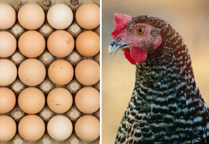 Nueva cepa de gripe aviar agobia a granjas de EE.UU