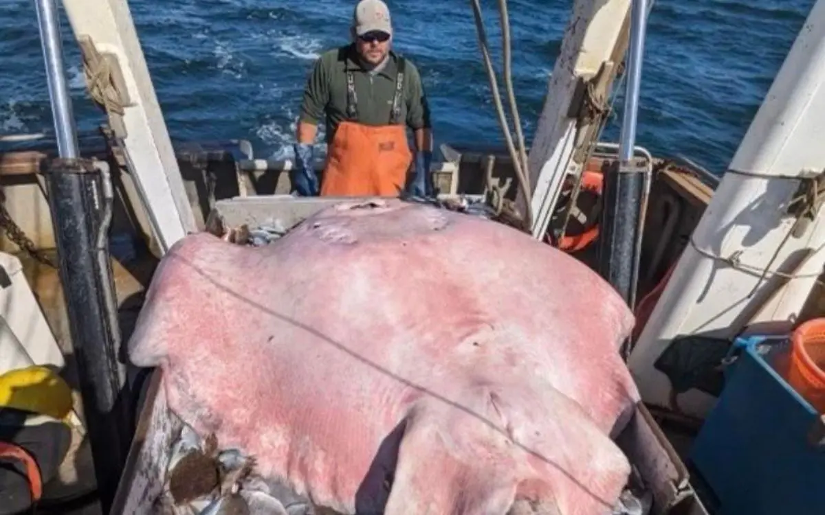 Pescan inmensa raya de 181 kilos y casi 2 metros de largo