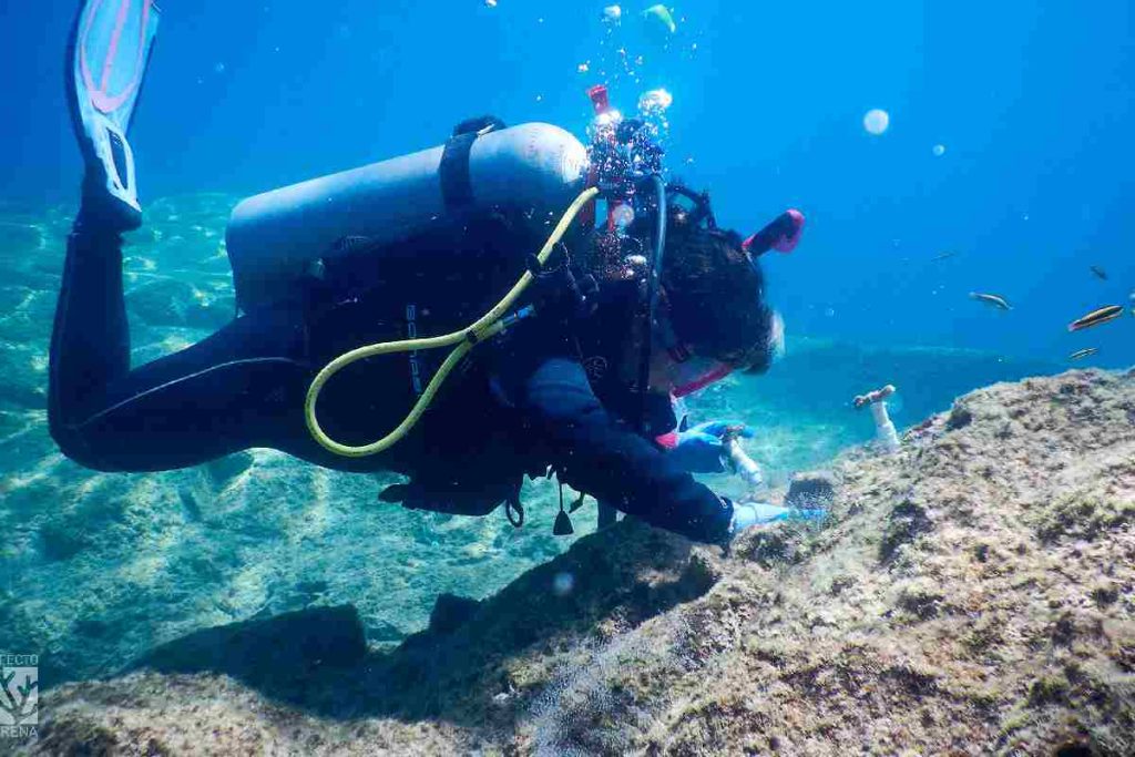 Siembran corales para cosechar arrecifes sanos en la Bahía de La Paz, en Baja California Sur