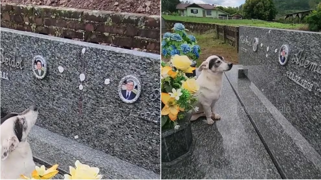 “Ni la muerte los separó”: un perro visita todos los días la tumba de su dueño que falleció en 2020