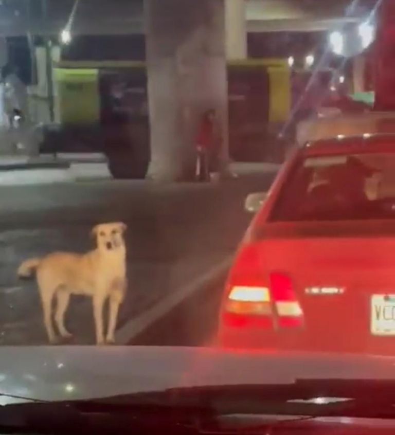 Perrito pide limosna a conductores para ayudar a su dueña y derrite las redes