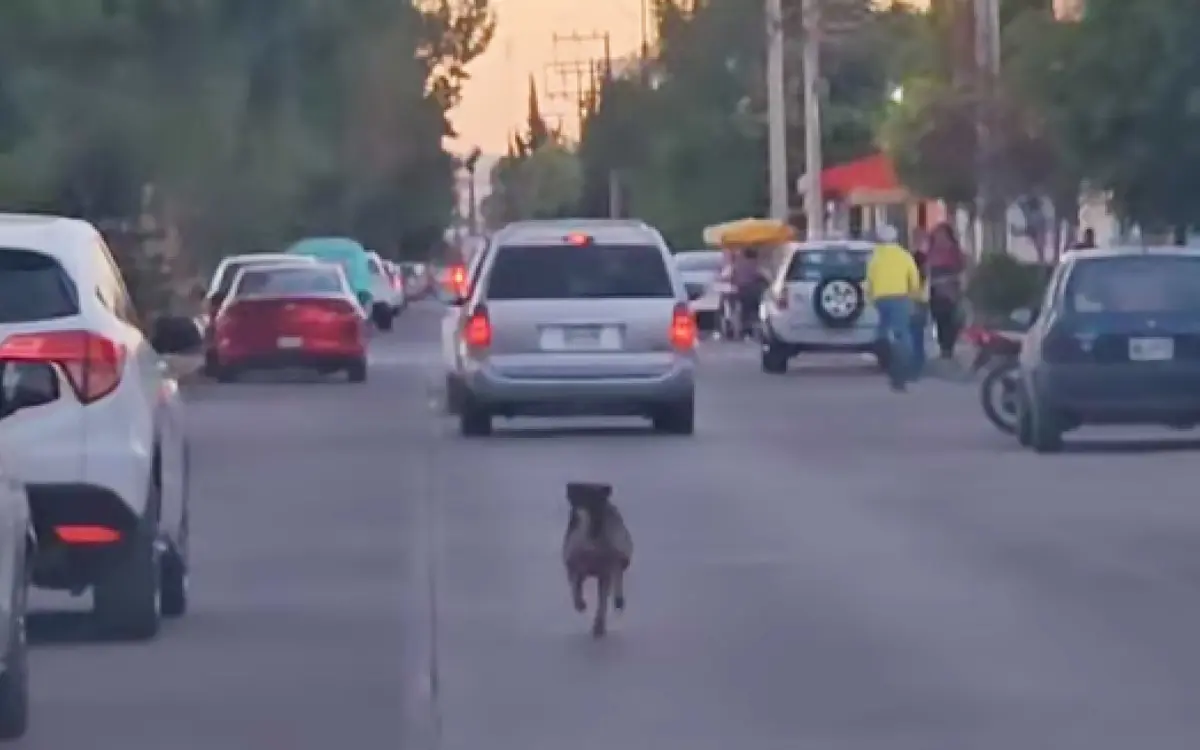 Abandonan a perrito y persigue la camioneta de sus dueños hasta no poder más