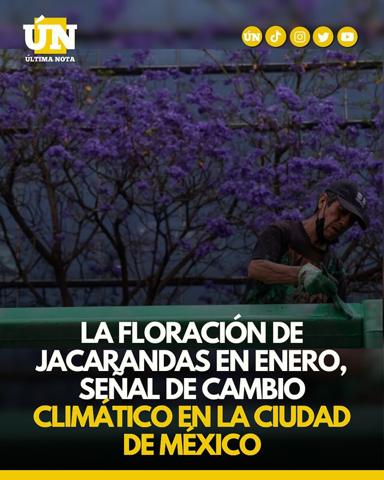 La floración de jacarandas en enero, señal de cambio climático en la ciudad de México