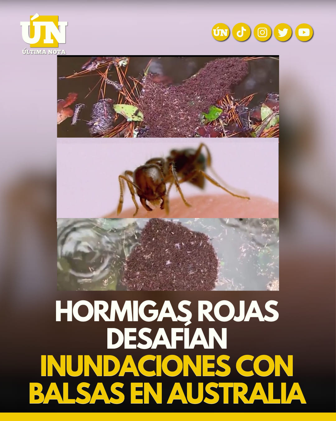 Hormigas rojas desafían inundaciones con balsas en Australia