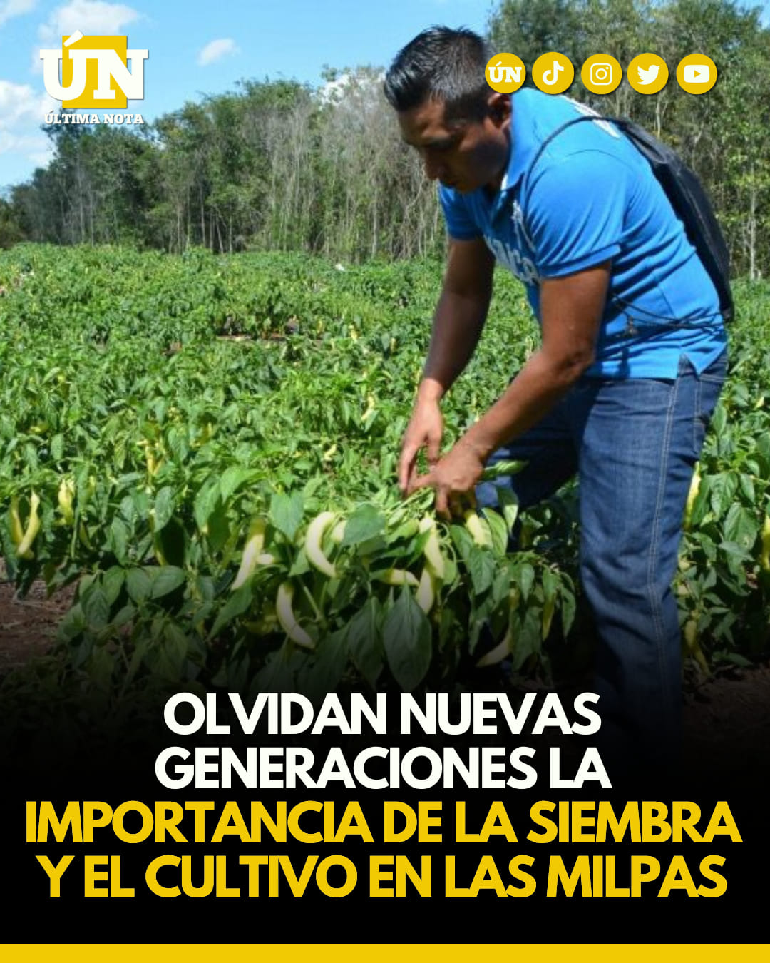 Olvidan nuevas generaciones la importancia de la siembra y el cultivo en las milpas