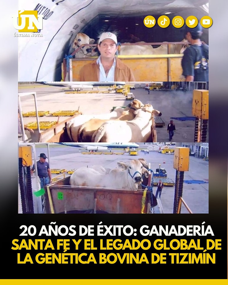 20 Años de éxito: Ganadería Santa Fe y el legado global de la genética bovina de Tizimín