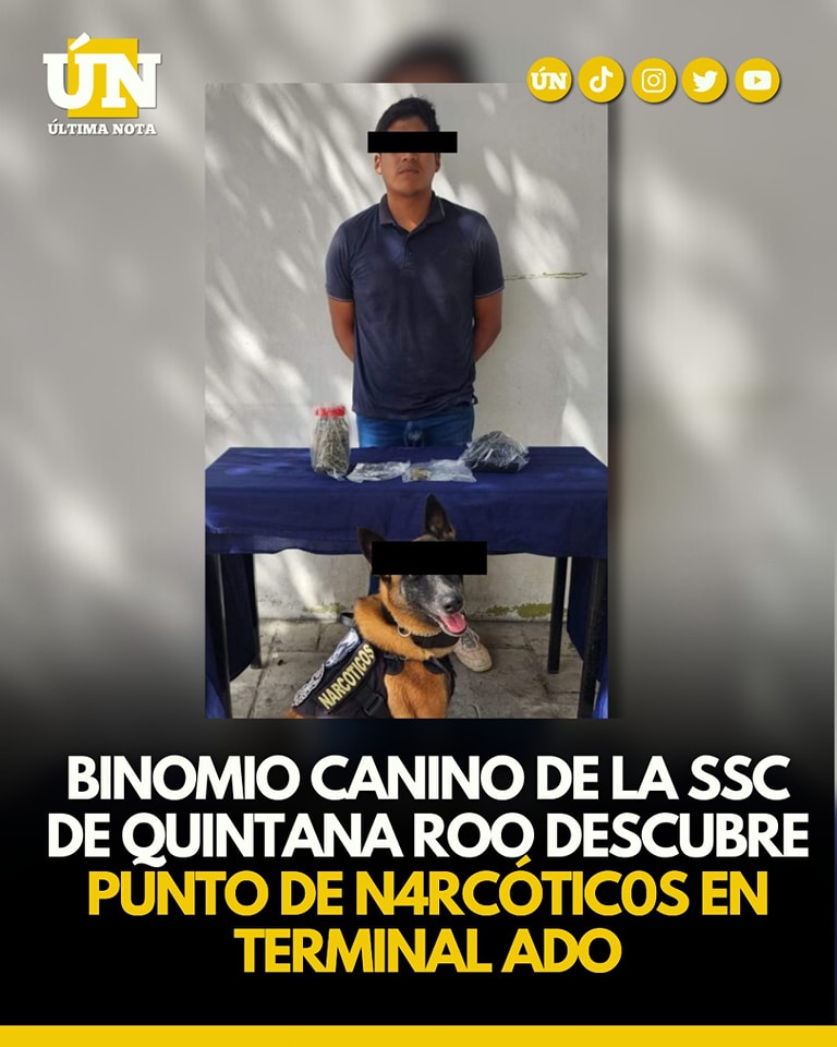 Binomio Canino de la SSC de Quintana Roo descubre punto de narcóticos en terminal ADO
