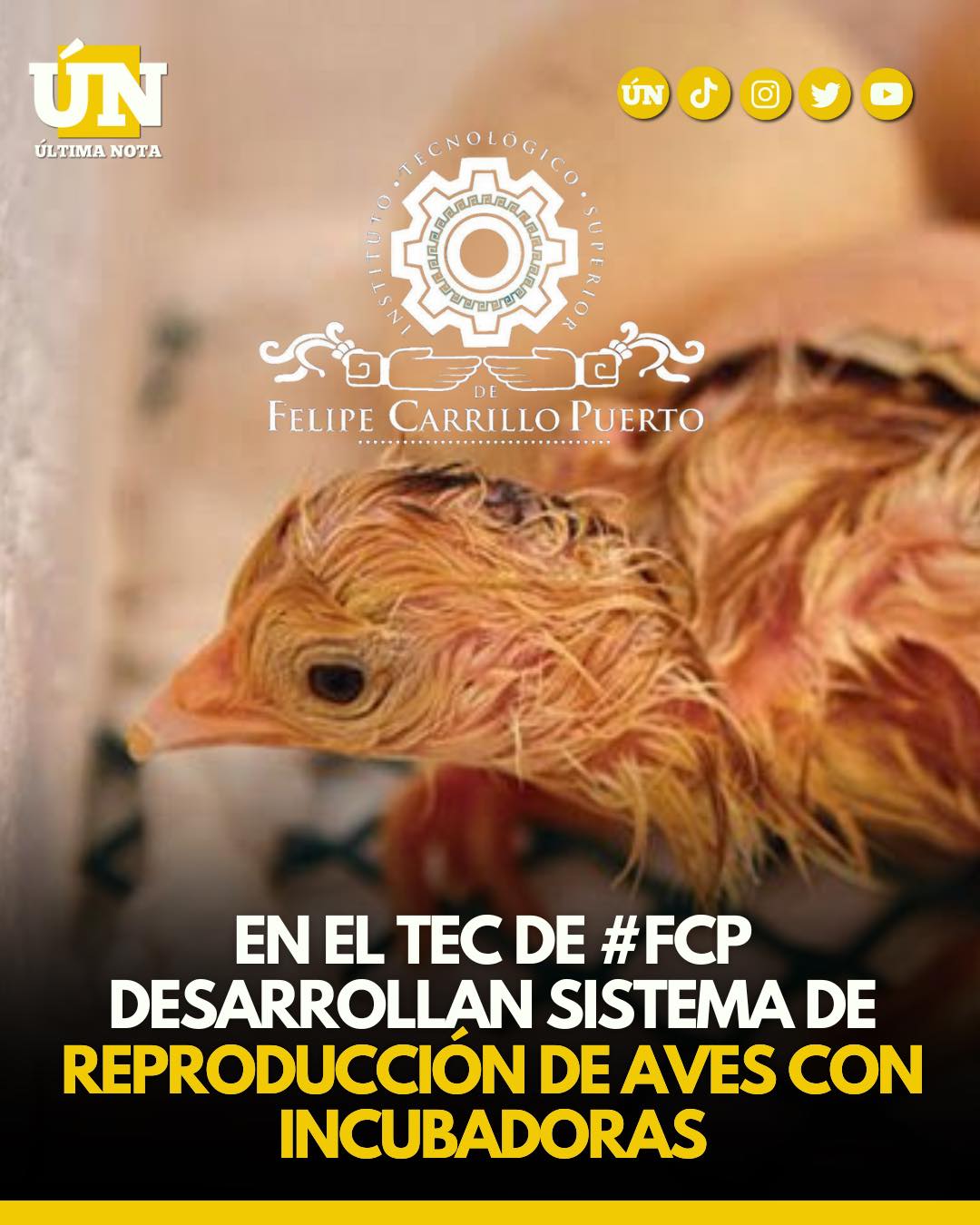 En la ZonaMaya le apuestan al sistema de reproducción de aves en incubadoras