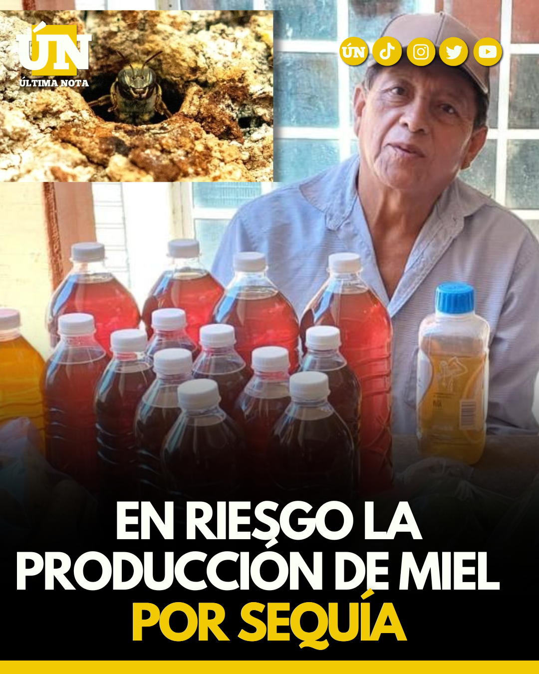 En riesgo la producción de miel por sequía