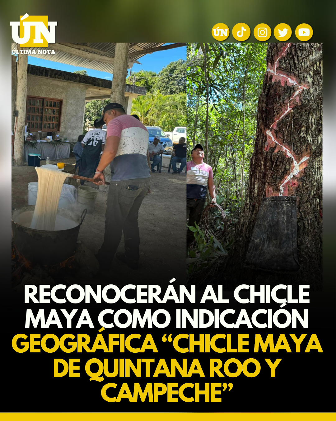 Reconocerán al chicle maya como Indicación Geográfica “Chicle Maya de Quintana Roo y Campeche”.