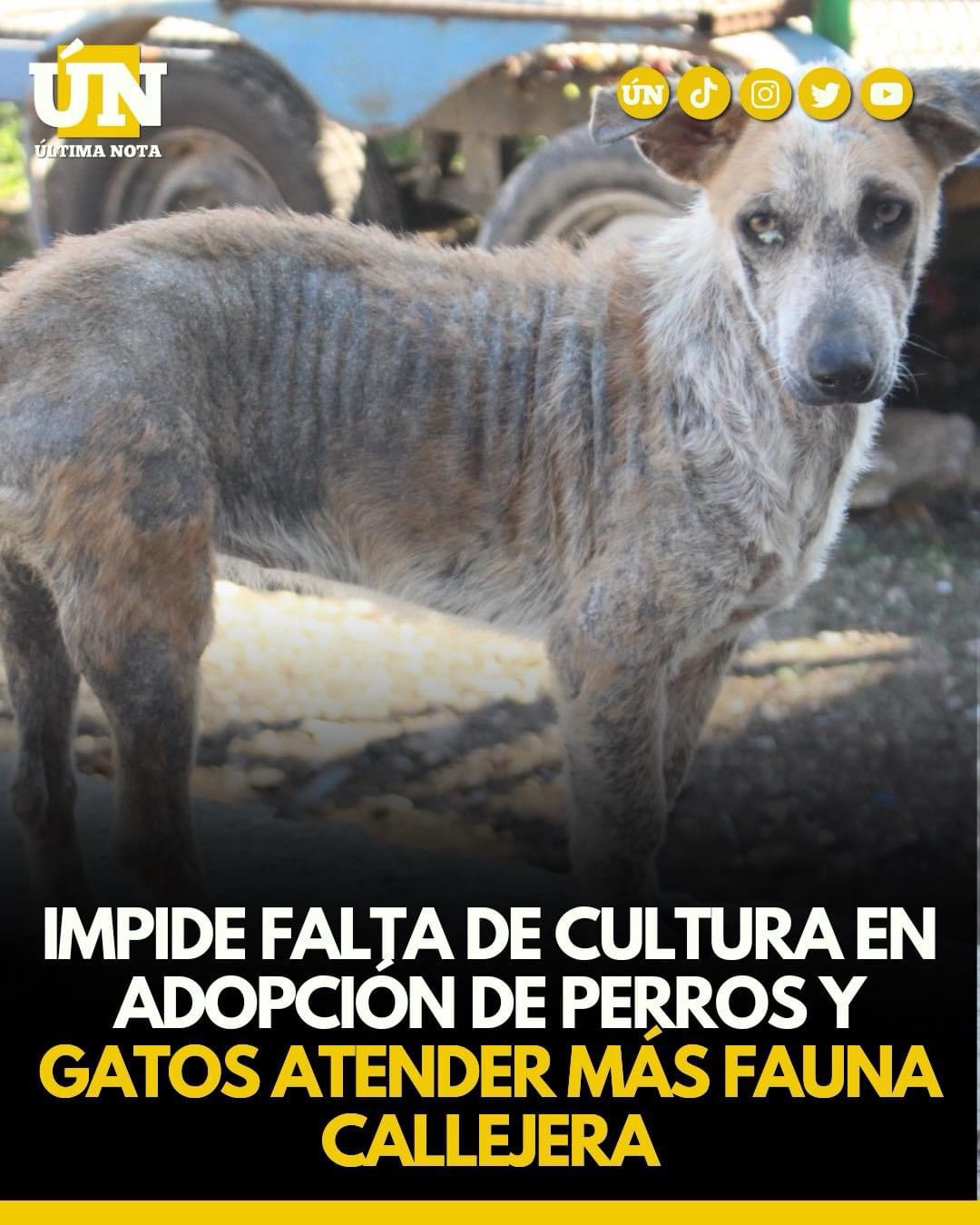 Impide falta de cultura en adopción de perros y gatos atender más fauna callejera