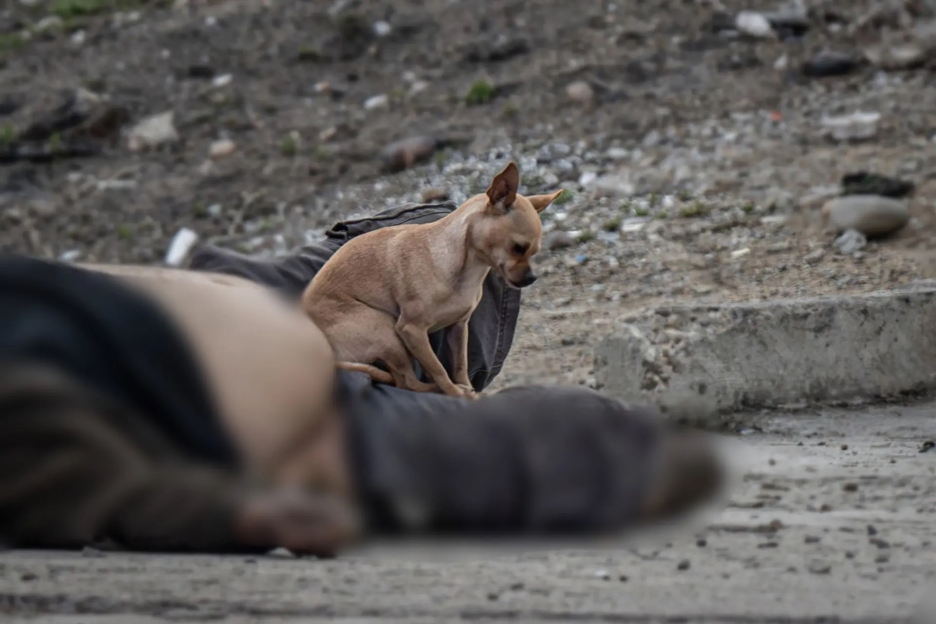 Perrito acompaña cadáver de su dueño e impide que se le acerquen