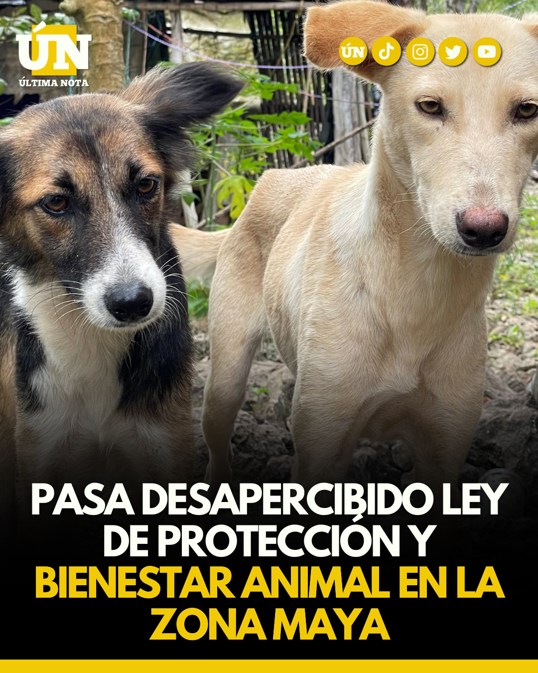 Pasa desapercibido Ley de Protección y Bienestar animal en la zona maya